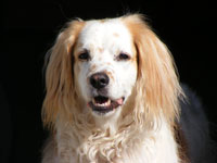 In Loving Memory Of Barney