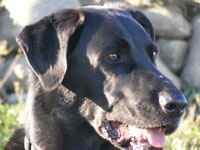 In Loving Memory Of Buster