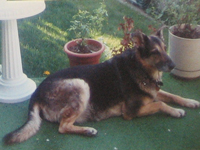 In Loving Memory Of Sheeba