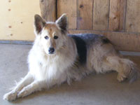 In Loving Memory Of Springer