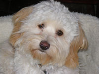 In Loving Memory Of Sunny